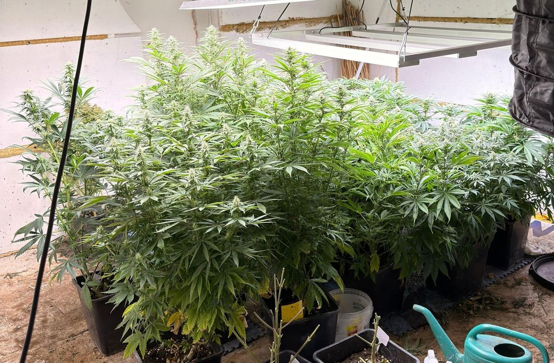 Plantacja, handel i nielegalna broń. Narkotykowy biznesmen w rękach policji