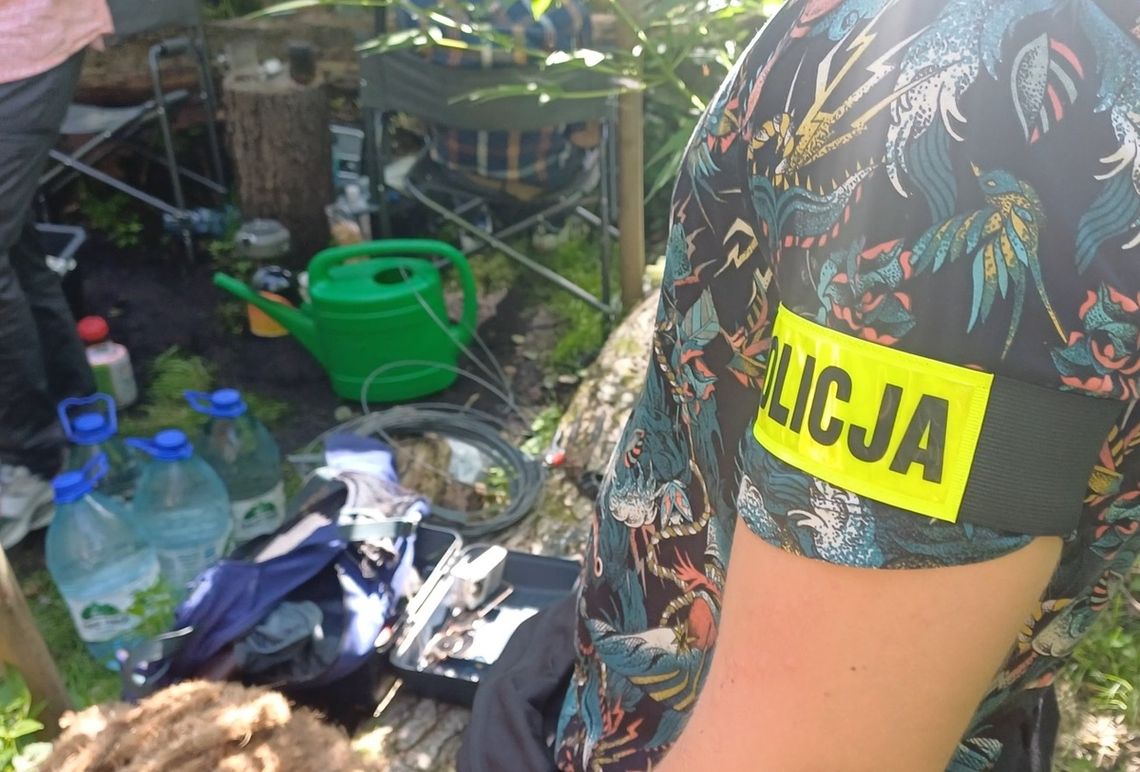 Plantacja konopi w trudno dostępnym lesie. Podejrzani wpadli podczas policyjnej akcji Plantacja konopi w trudno dostępnym lesie. Podejrzani wpadli podczas policyjnej akcji