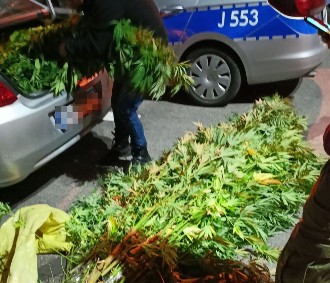 Plantator nie doczekał żniw. Jego zioło wycięli policjanci, grozi mu do 8 lat więzienia