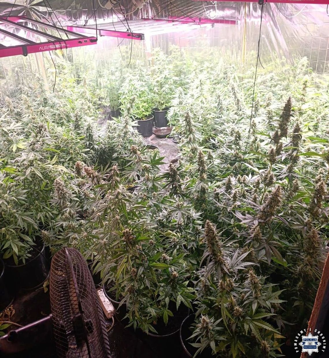 Plantator właśnie szykował się do zbiorów. Policja weszła na ukrytą plantację konopi indyjskich Plantator właśnie szykował się do zbiorów. Policja weszła na ukrytą plantację konopi indyjskich