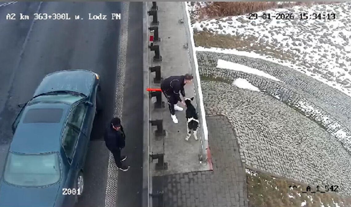 Po autostradzie chodziły cielaki. Zareagowali kierowcy, a potem służby