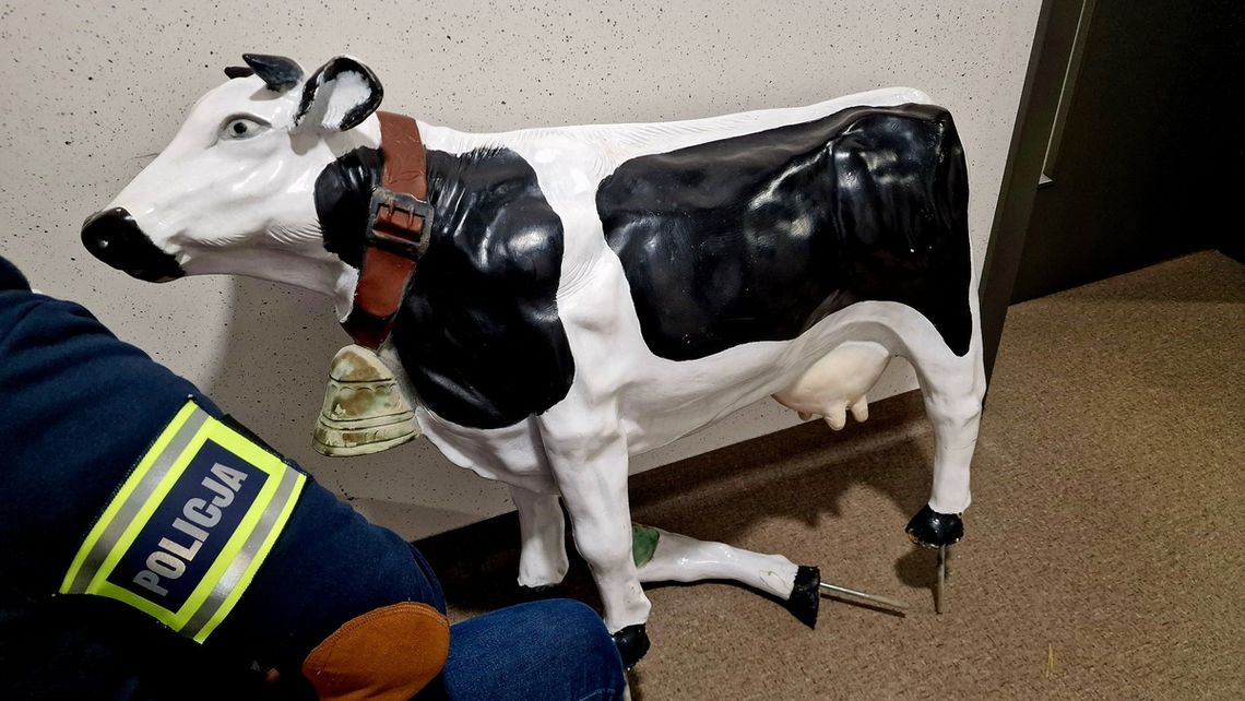 Po pijaku ukradł wielką plastikową krowę. "Chciałem, żeby było zabawnie"