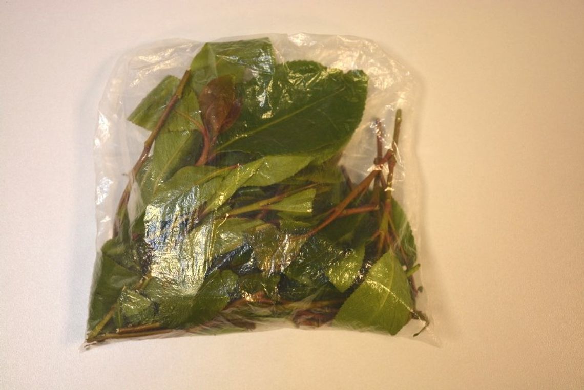 Podejrzane liście w bagażu Izraelczyka. Ich żucie daje efekt podobny do działania amfetaminy