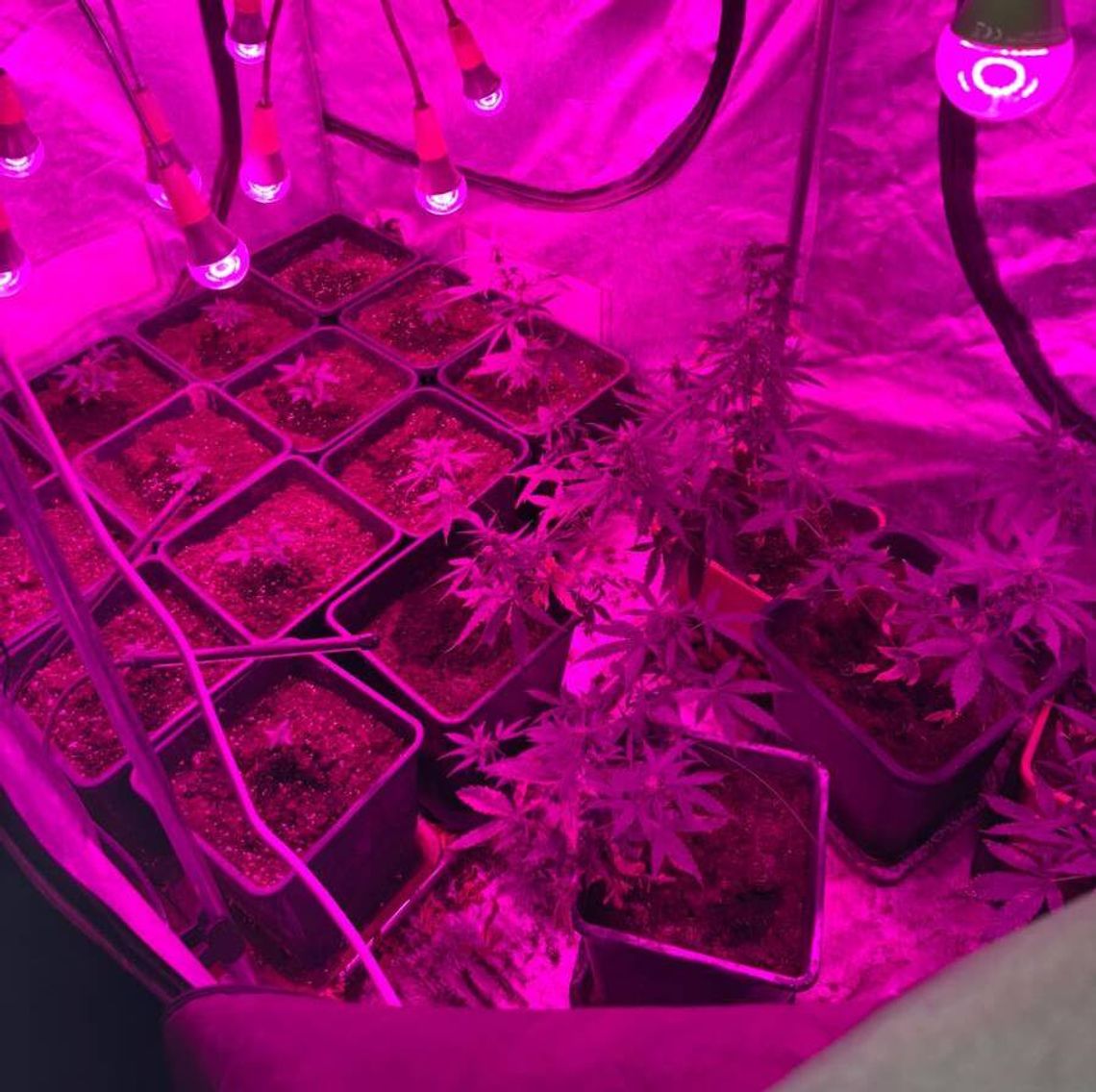 Pokoje w domu zamienił w plantację konopi. Policjanci się dowiedzieli i złożyli mu niezapowiedzianą wizytę Pokoje w domu zamienił w plantację konopi. Policjanci się dowiedzieli i złożyli mu niezapowiedzianą wizytę