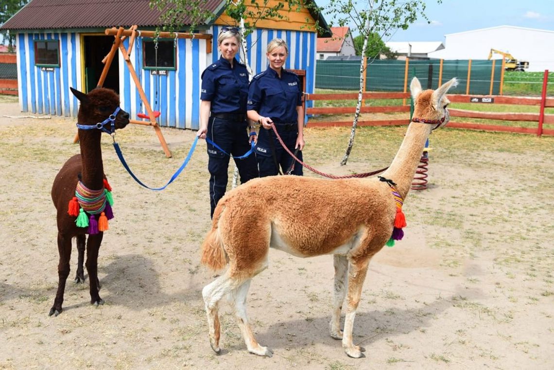 Policja ma nowy oręż w walce z dilerami: szkolone alpaki pomogą w wyszukiwaniu narkotyków