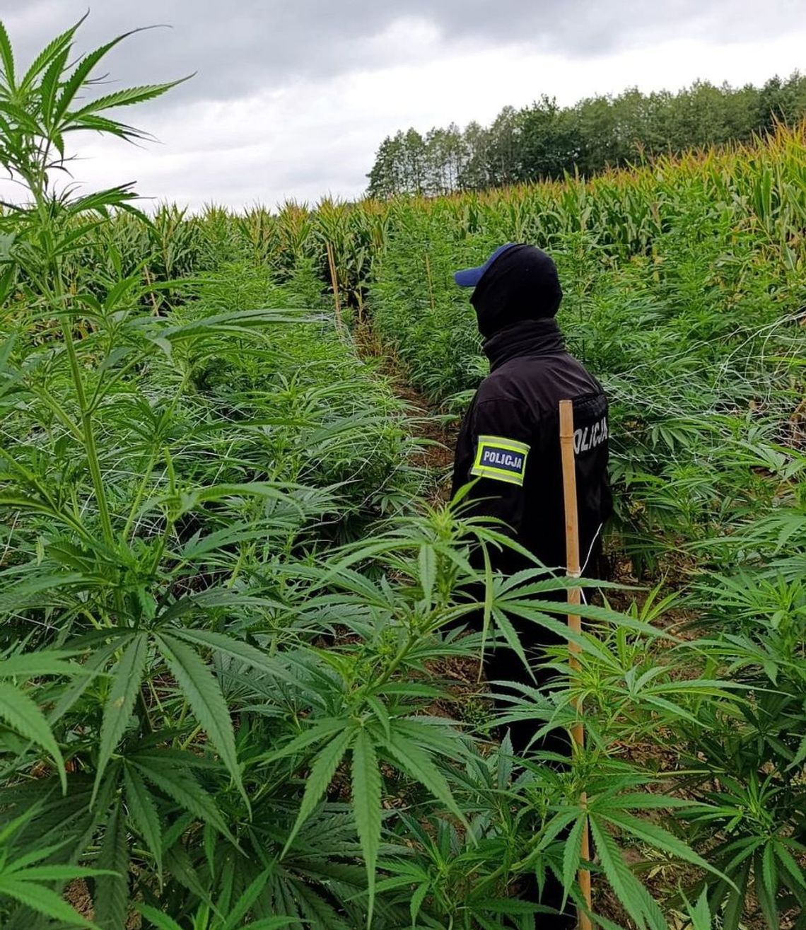Policja odkryła wielką plantację konopi indyjskich. Na działkach rosło ponad 300 krzewów