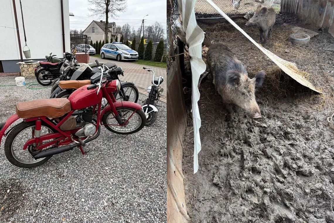 Policja rozbiła gang włamywaczy. Kradli, co się tylko dało. Mieli nawet dziki w zagrodzie