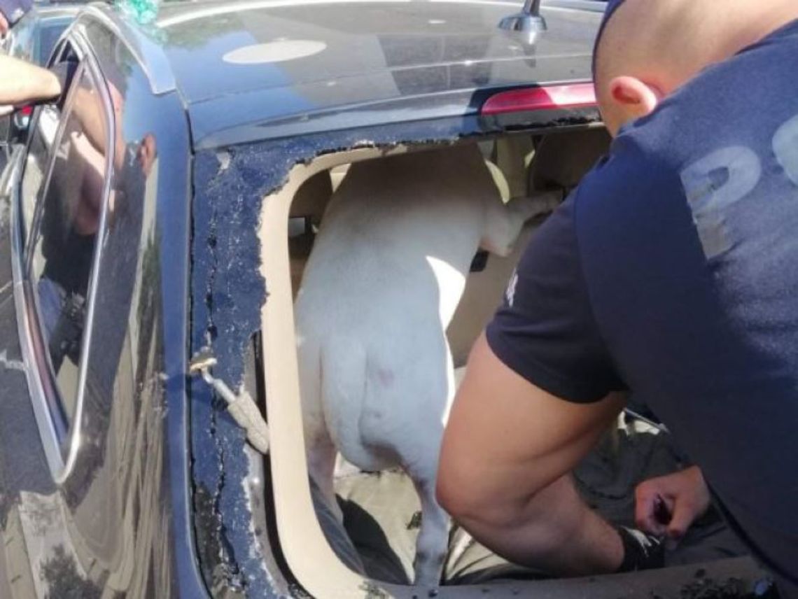 Policjanci i animalsi uwolnili psa z nagrzanego auta. Właściciel może trafić do więzienia