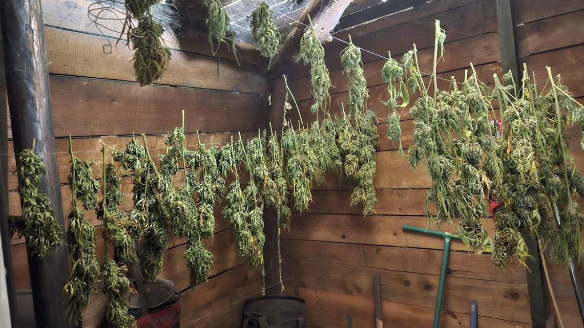 Policjanci nie dali się nabrać na 7 gramów. W altanie plantatora znaleźli prawie 6 kg marihuany Policjanci nie dali się nabrać na 7 gramów. W altanie plantatora znaleźli prawie 6 kg marihuany