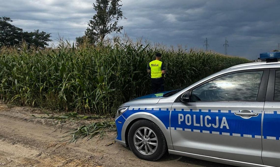 Policjanci patrolują pola z dronem. W kukurydzy pojawiają się metalowe pułapki Policjanci patrolują pola z dronem. W kukurydzy pojawiają się metalowe pułapki