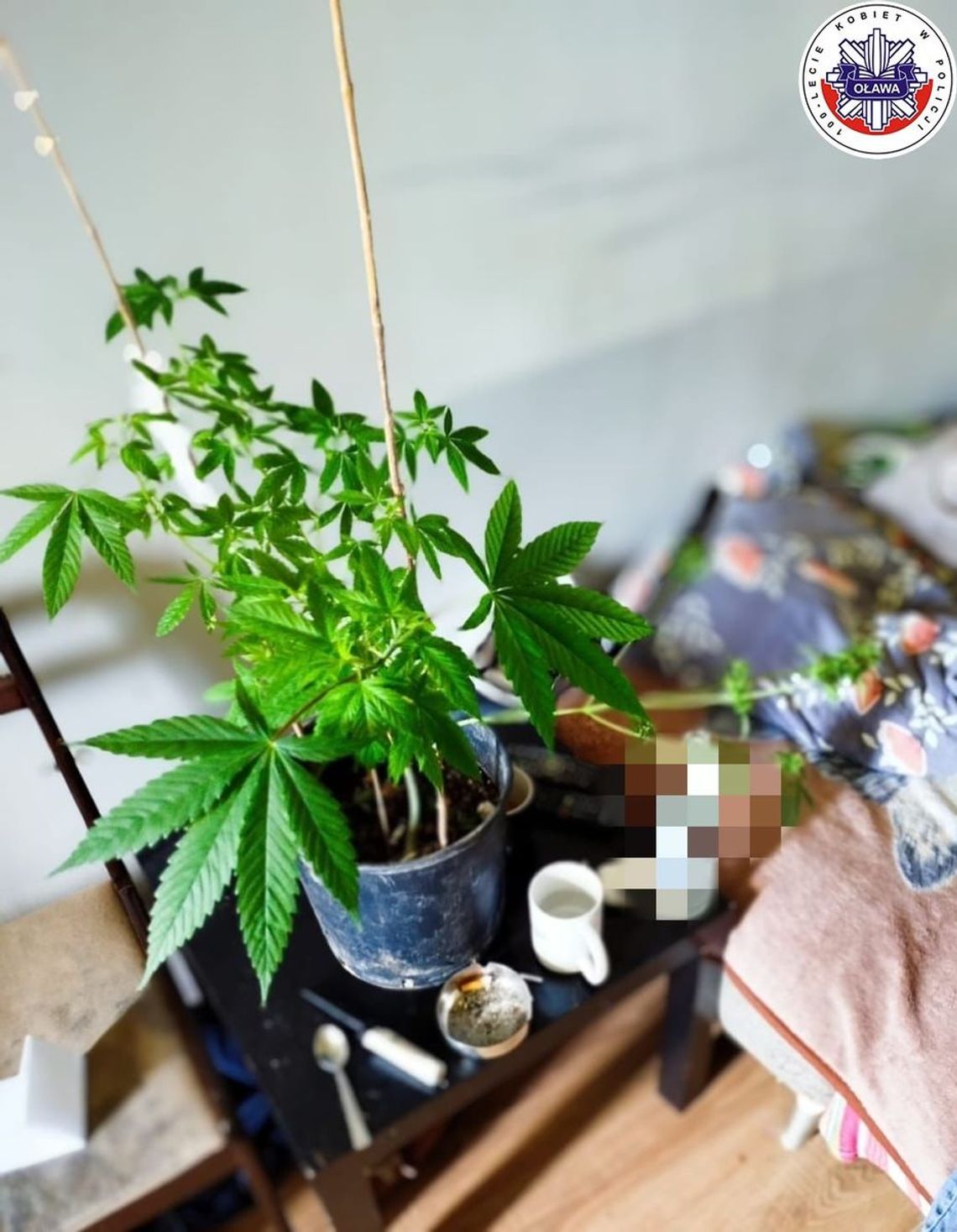 Policjanci podczas interwencji w mieszkaniu zauważyli dziwny kwiatek. Teraz przemocowiec odpowie też za narkotyki