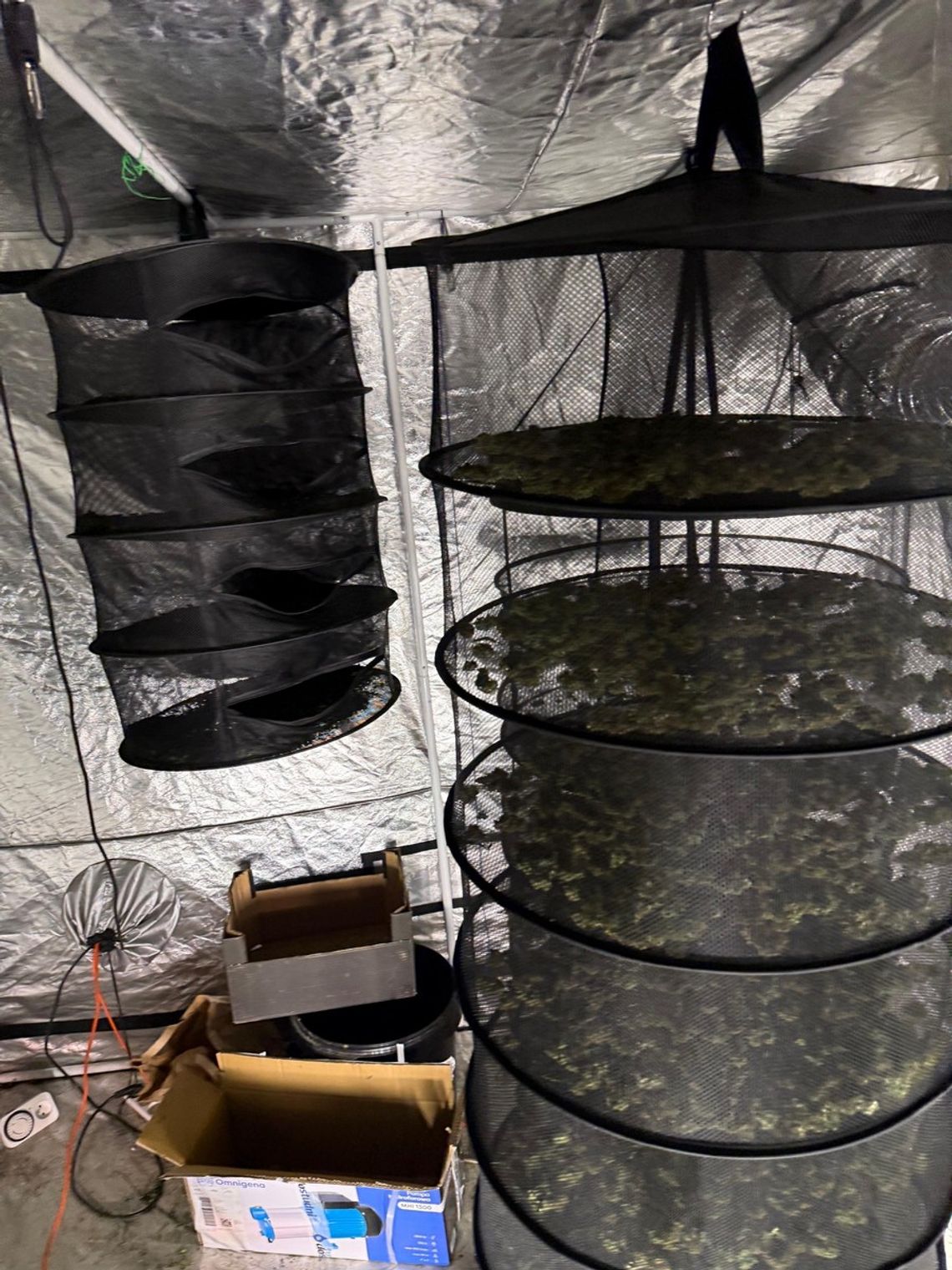 Policjanci pojechali do pożaru komina. Podczas działań odkryli nielegalną plantację konopi