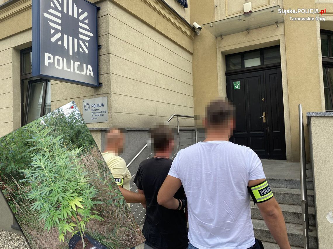 Policjanci pojechali sprawdzić, czy w lesie rzeczywiście rośnie zioło. Gość, który je posadził, też przyszedł