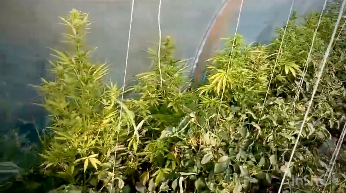 Policjanci przyjechali do awantury, znaleźli narkotyki i domową plantację konopi Policjanci przyjechali do awantury, znaleźli narkotyki i domową plantację konopi