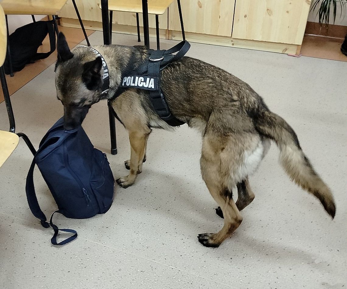 Policjanci przyszli na pogadankę do szkoły, pies wywąchał zioło w plecakach dwóch uczniów
