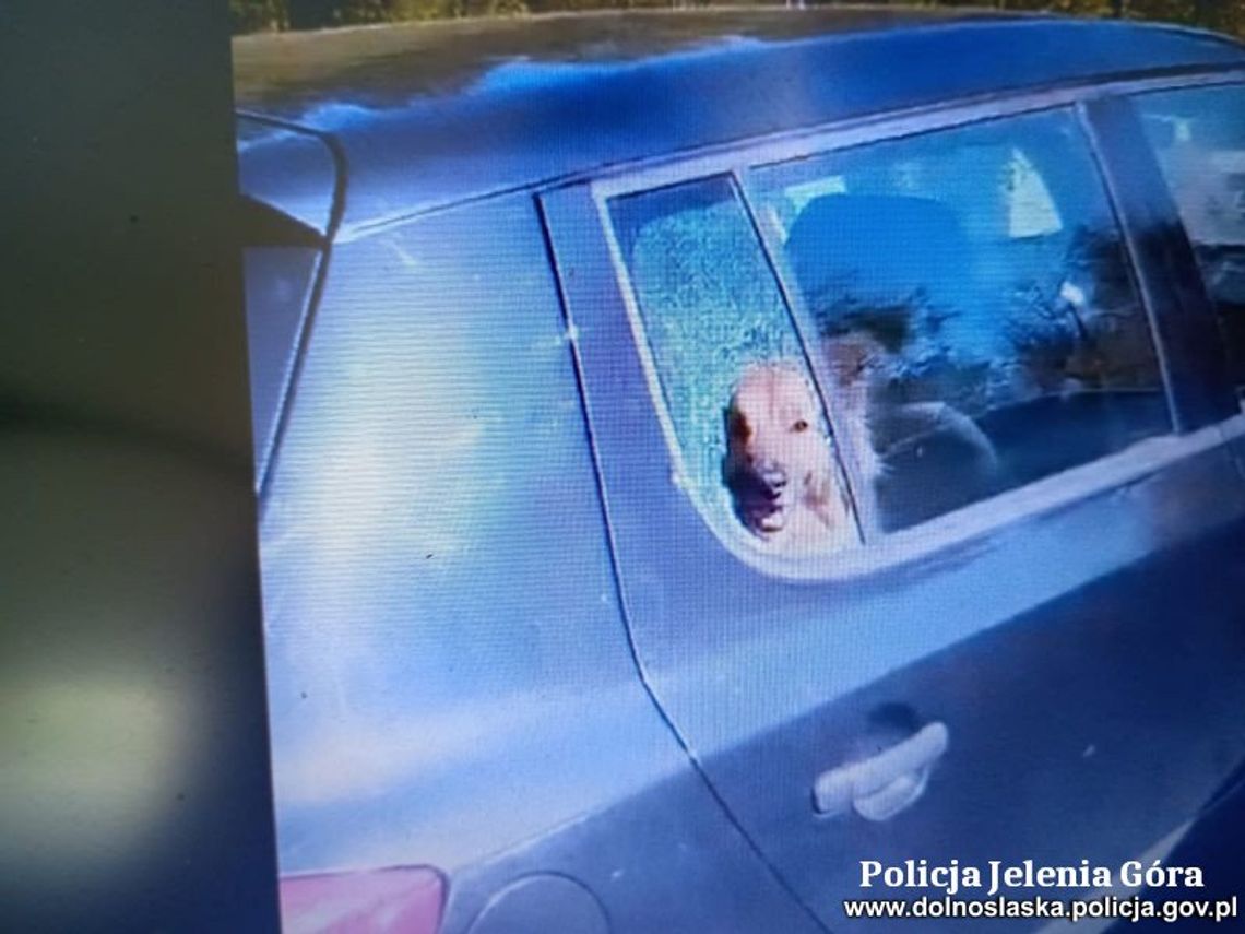 Policjanci rozbili szybę i uwolnili psa z nagrzanego auta. Właścicielka skończyła z pouczeniem