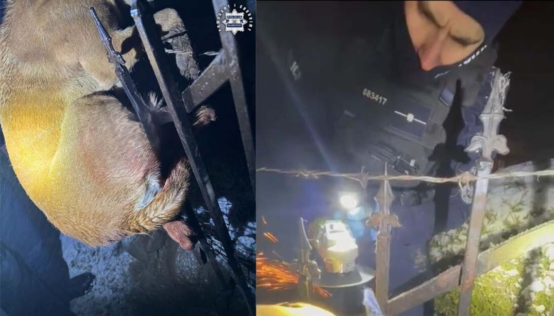 Policjanci uratowali psa, który nabił się na ogrodzenie. Musieli użyć szlifierki