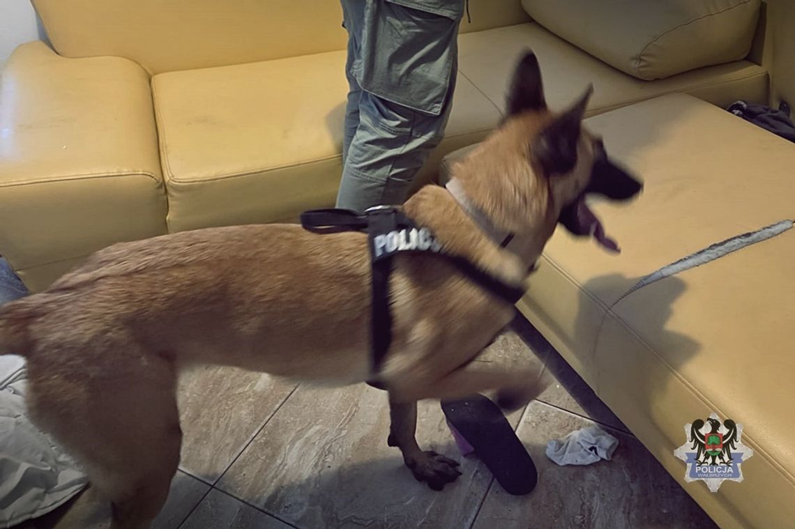 Policjanci weszli z psem na przeszukania. Znaleźli ponad 2 kg narkotyków i zatrzymali trzy osoby