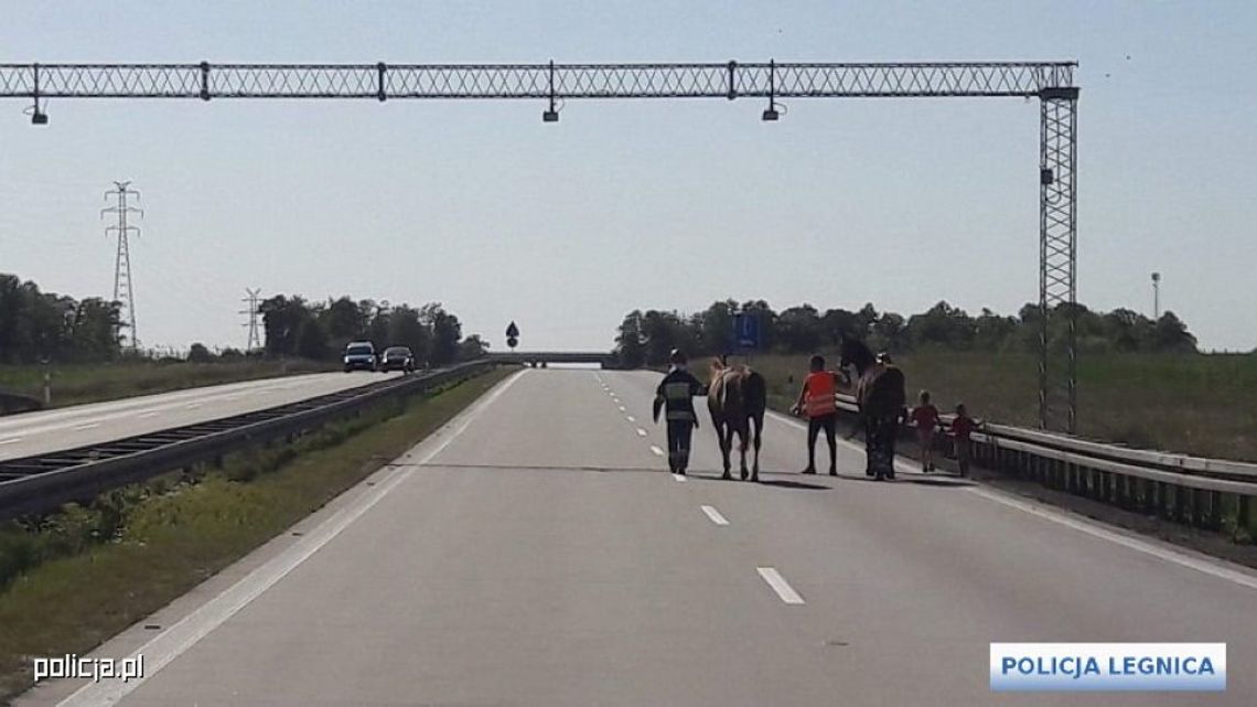 Policjanci wstrzymali ruch na autostradzie, żeby bezpiecznie odprowadzić konie na parking