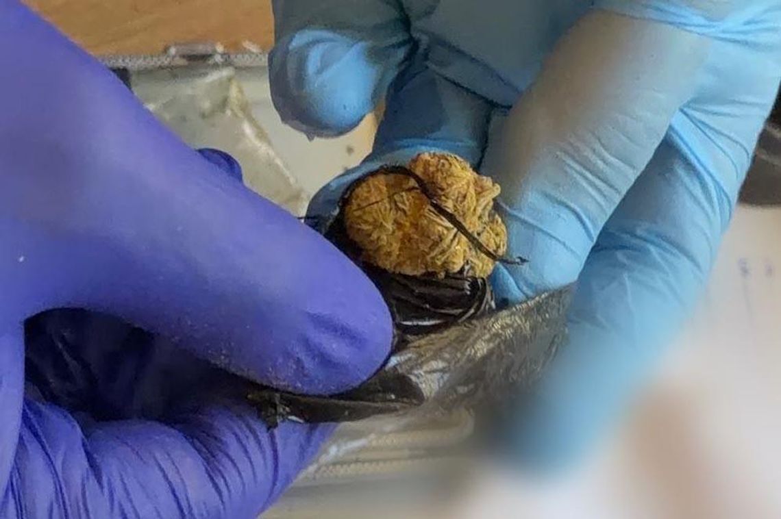 Policjanci zajrzeli do szkolnego plecaka. Dzieciak miał trzy rodzaje narkotyków Policjanci zajrzeli do szkolnego plecaka. Dzieciak miał trzy rodzaje narkotyków