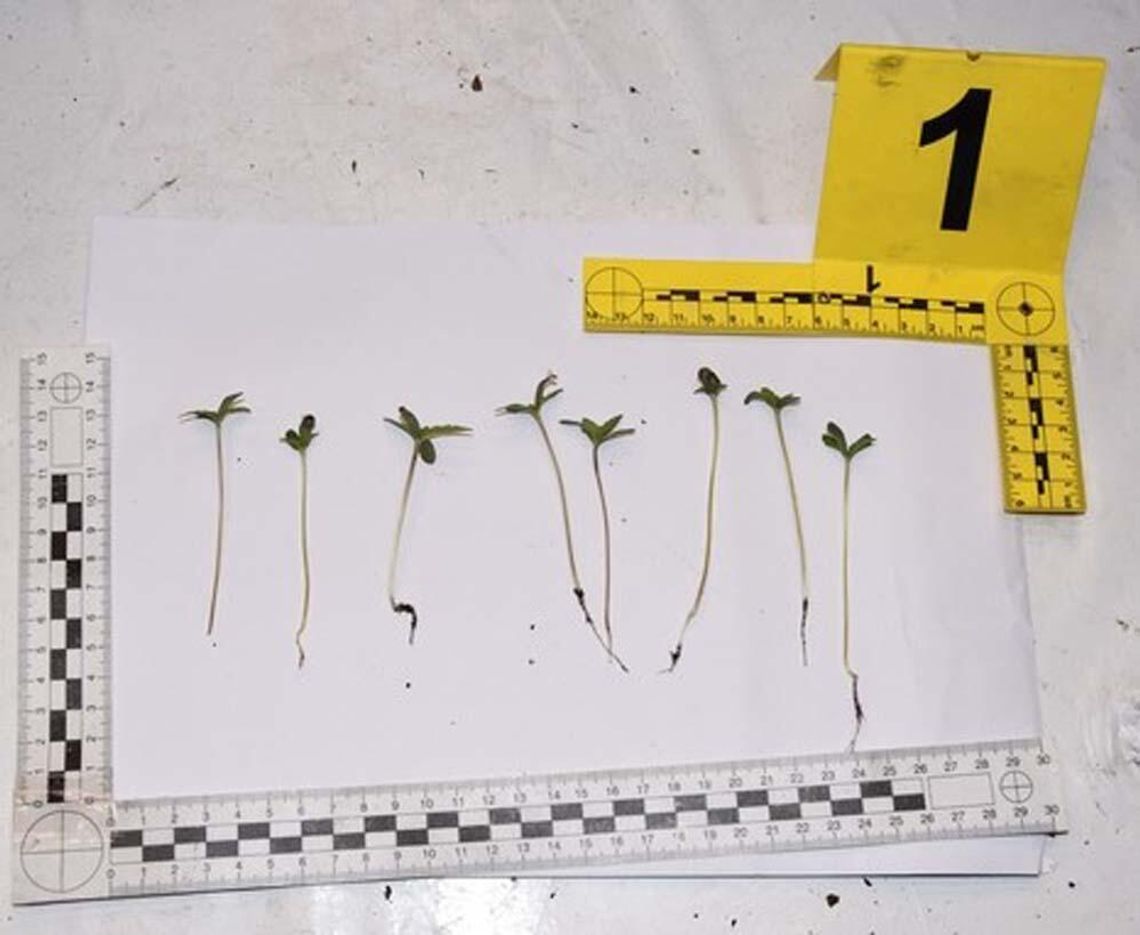 Policjanci zlikwidowali plantację marihuany. 30-latek odpowie za znaczną ilość narkotyków. Grozi mu 10 lat Policjanci zlikwidowali plantację marihuany. 30-latek odpowie za znaczną ilość narkotyków. Grozi mu 10 lat