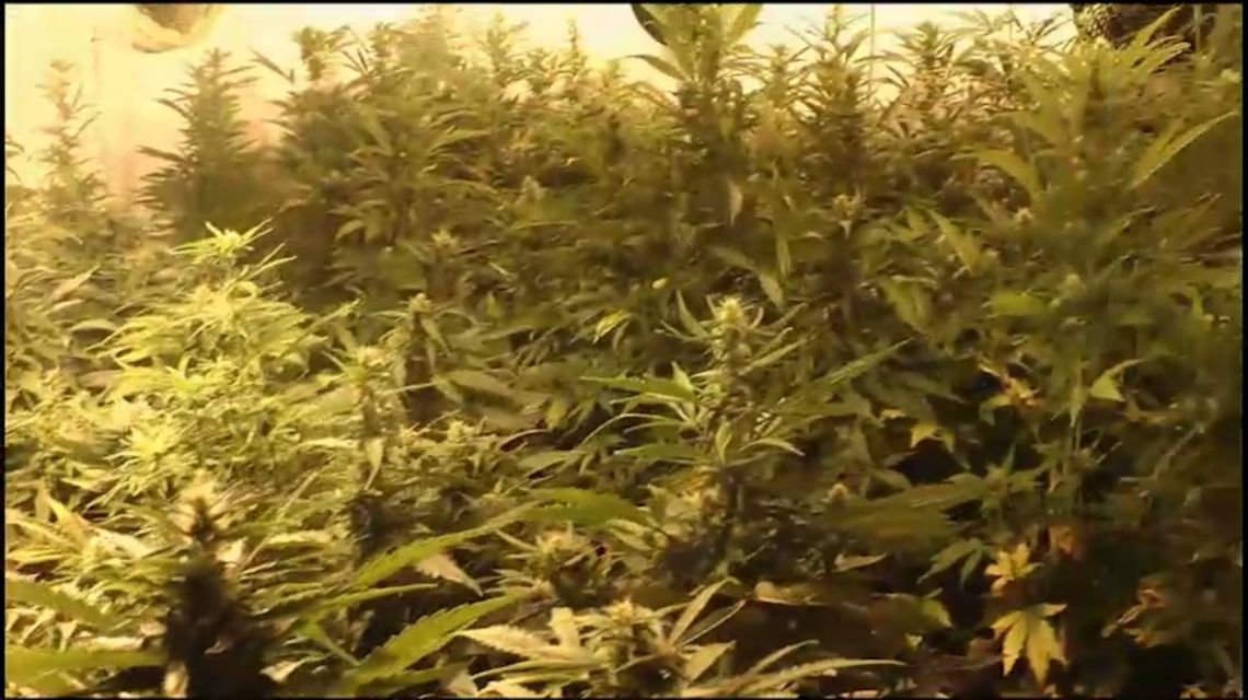 Policjanci znaleźli 8 kg marihuany i ponad pół tysiąca krzewów. WIDEO