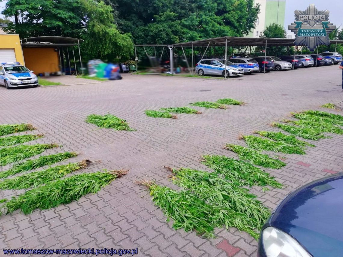 Policjanci znaleźli dużą plantację i sporo zioła. Teraz szukają właściciela towaru