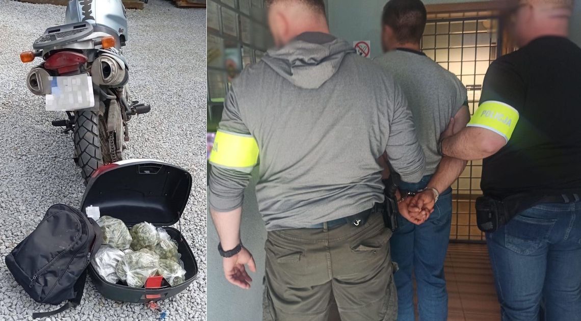 Policyjny nalot na plantację marihuany. Zatrzymany producent i motocyklista będący kurierem
