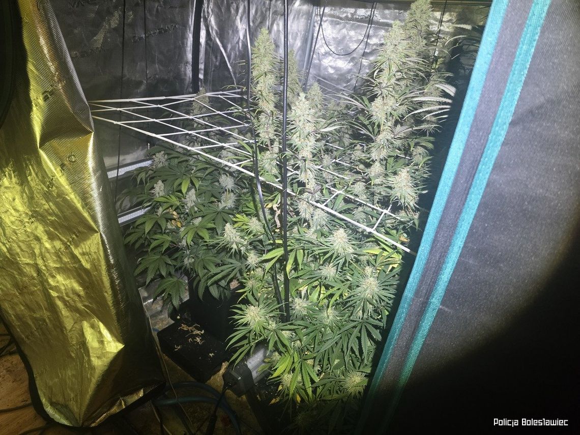 Policyjny nalot na trzy mieszkania. Para zatrzymana z kilogramem narkotyków