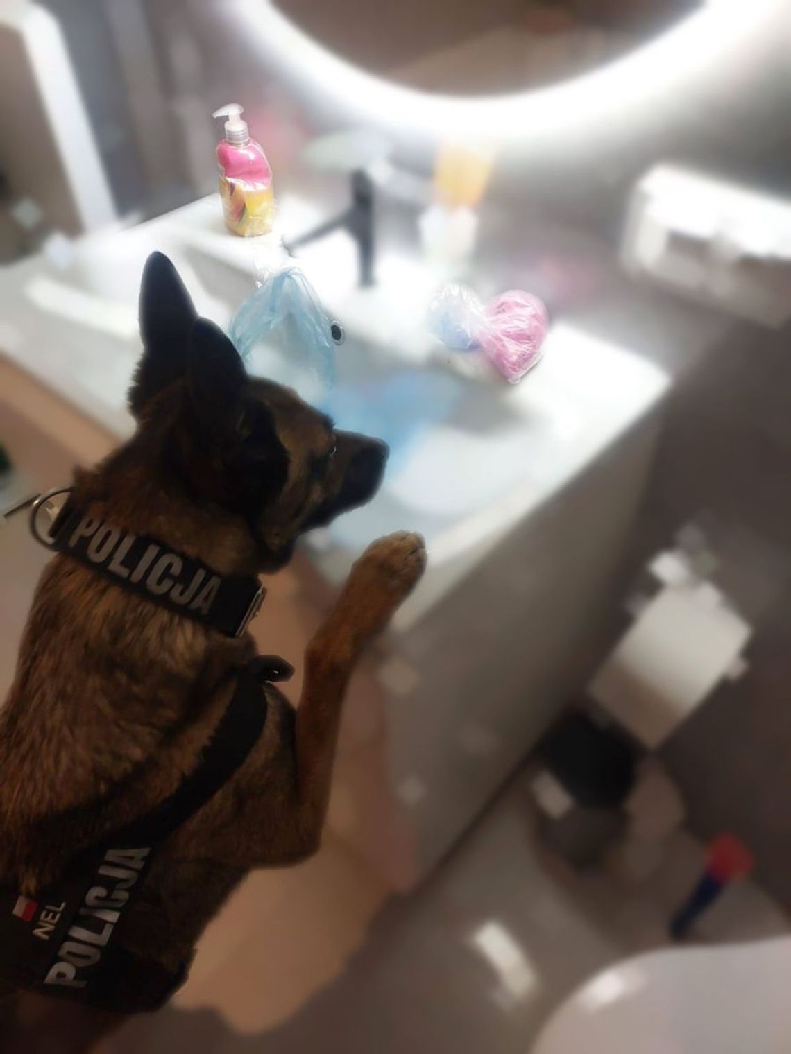 Policyjny pies do wykrywania narkotyków wskazywał jedno miejsce po drugim. 40-letni diler mógł tylko patrzeć Policyjny pies do wykrywania narkotyków wskazywał jedno miejsce po drugim. 40-letni diler mógł tylko patrzeć