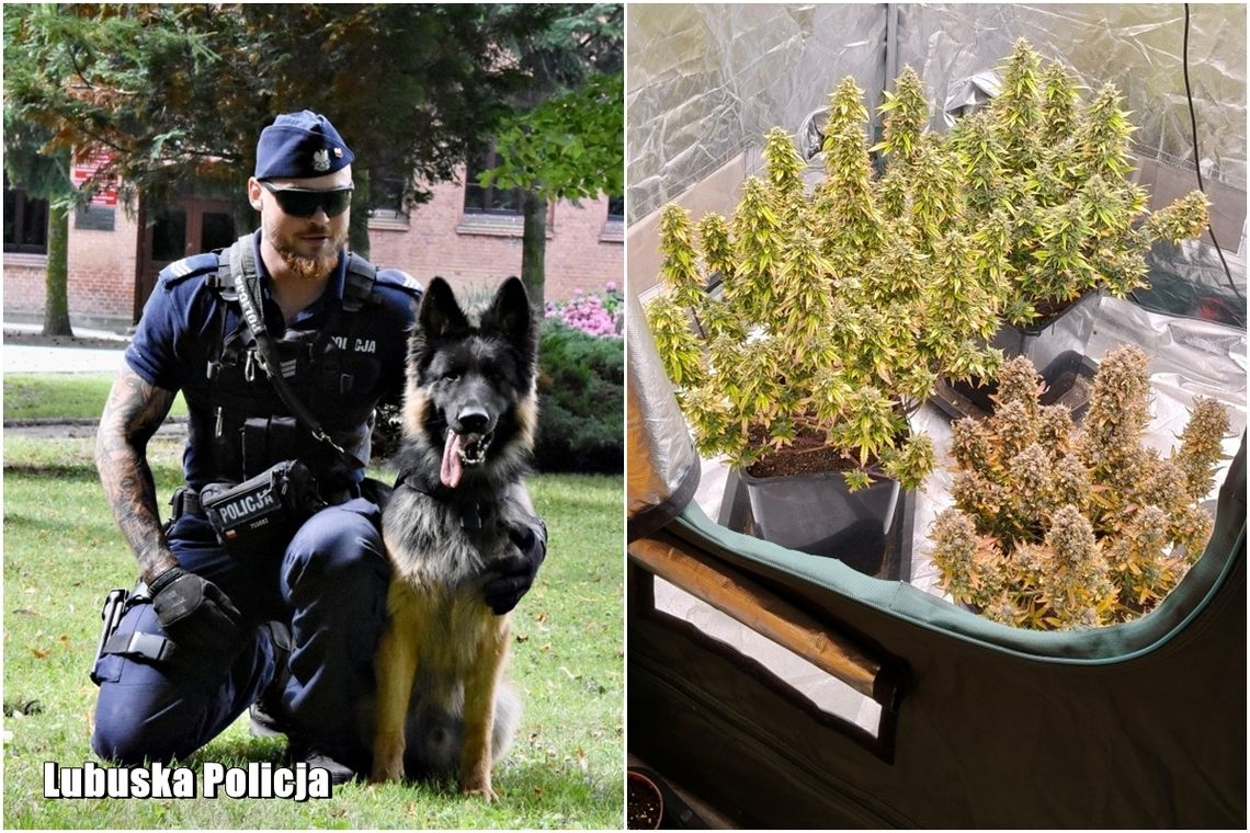 Policyjny pies Tobi pomógł w zatrzymaniu mężczyzny posiadającego marihuanę i grzyby halucynogenne