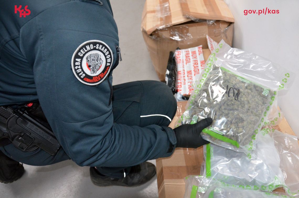Ponad kilogram marihuany w paczce z Hiszpanii. Narkotyki wywęszył pies celników [FOTO]