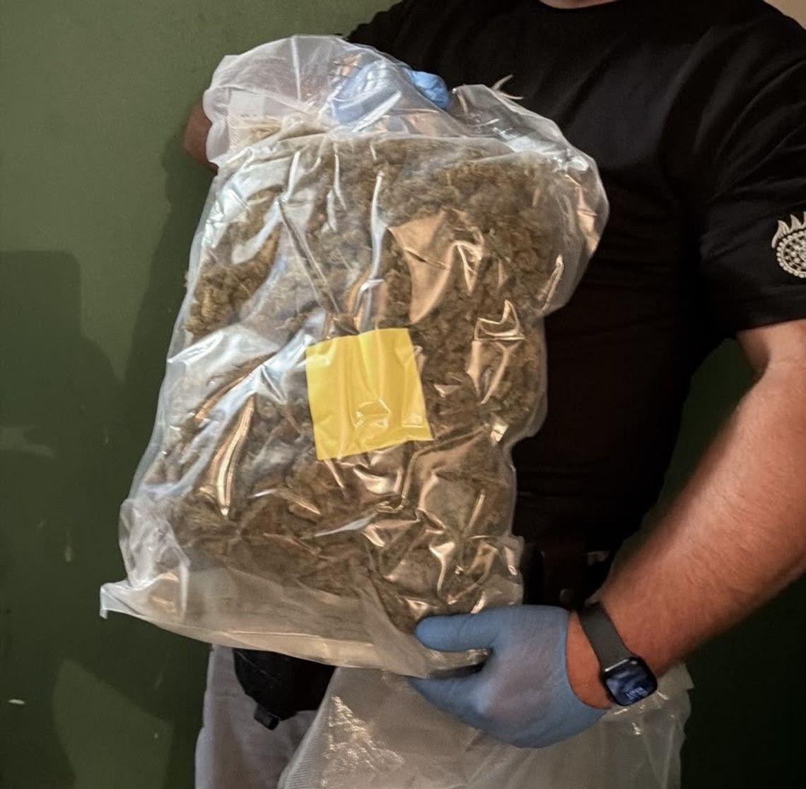 Ponad kilogram marihuany w piwnicy. Pies pomógł policjantom znaleźć narkotyki Ponad kilogram marihuany w piwnicy. Pies pomógł policjantom znaleźć narkotyki