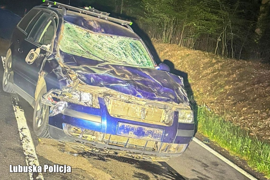 Potężny żubr stanął na drodze passata. Zwierzę nie przeżyło zderzenia