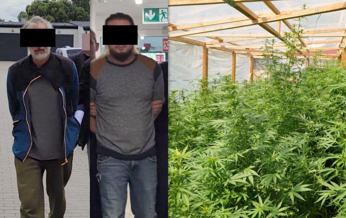 Prawie 300 krzewów w profesjonalnym tunelu i kilogramy narkotyków. Zlikwidowano dużą uprawę konopi Prawie 300 krzewów w profesjonalnym tunelu i kilogramy narkotyków. Zlikwidowano dużą uprawę konopi