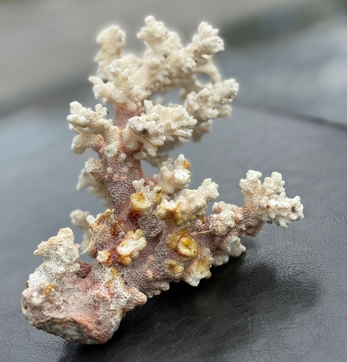 Komenda Miejska Policji we Wrocławiu