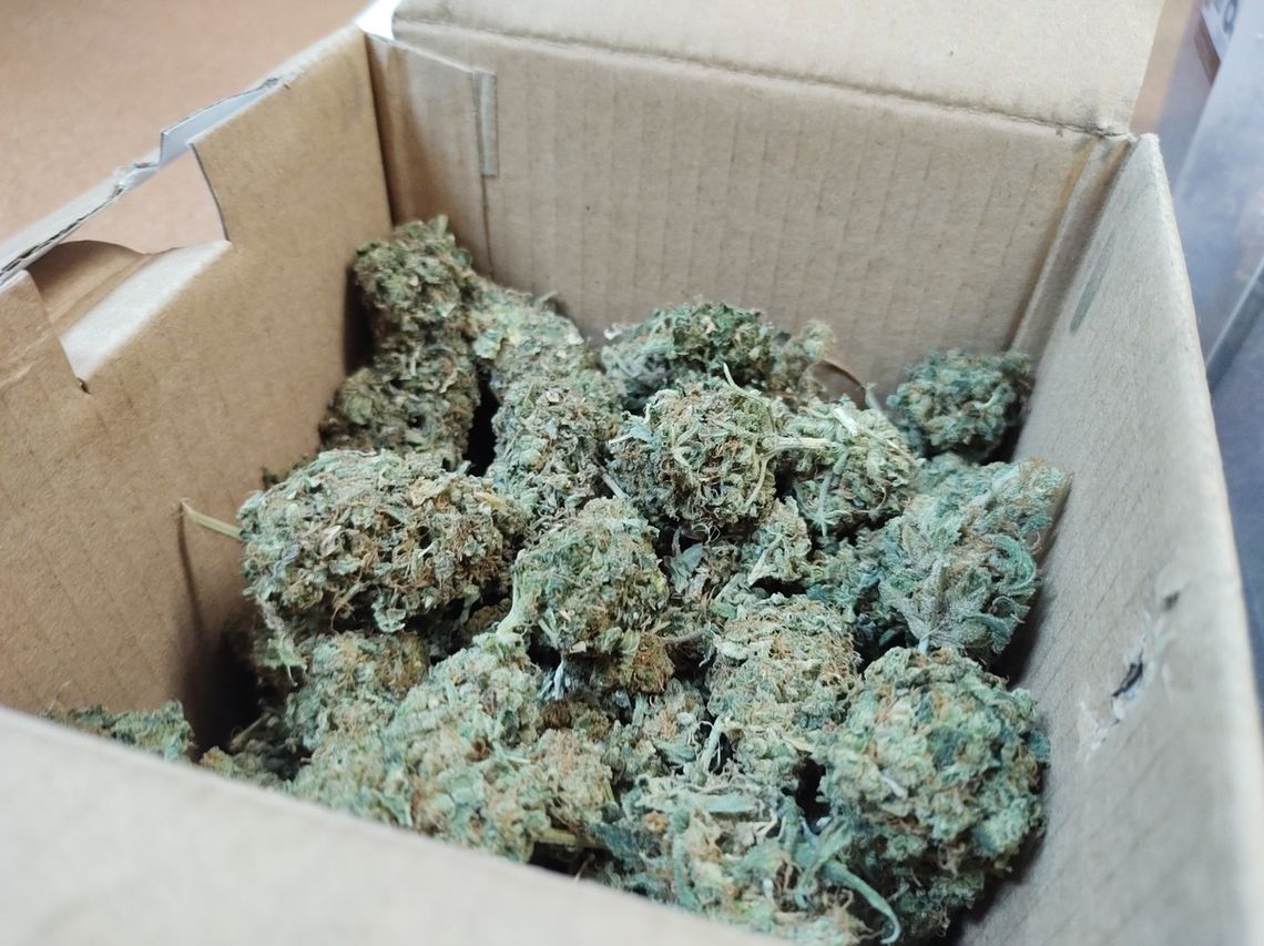 Przechowywał w mieszkaniu prawie 2,5 kg marihuany. Po nalocie policji mężczyzna trafił do aresztu