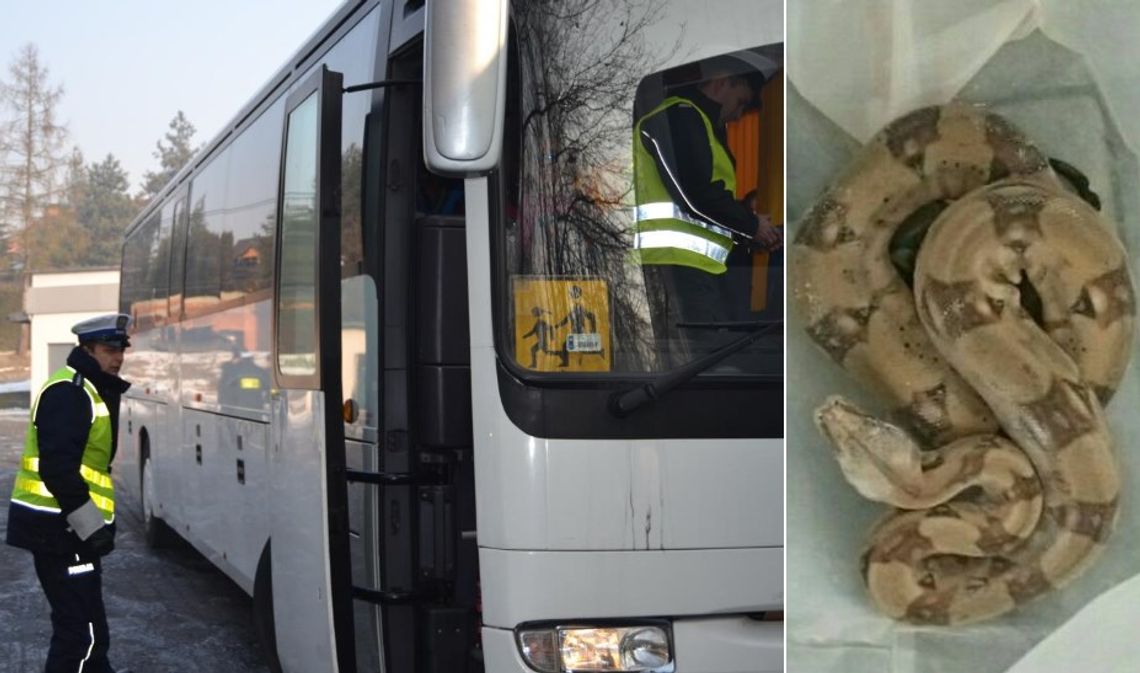 Przewoził boa dusiciela w autobusie. 28-latek odpowie przed sądem