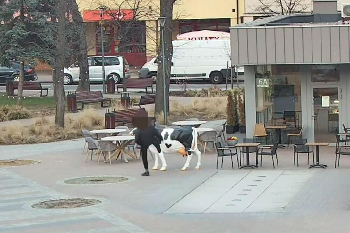 Przewrócił krowę i zaatakował policjantów. Mężczyzna nachodził też własną matkę