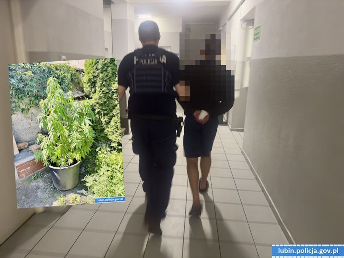 Przyłapali go na kradzieży paliwa z maszyn budowlanych. W domu miał metrowy krzak konopi indyjskiej Przyłapali go na kradzieży paliwa z maszyn budowlanych. W domu miał metrowy krzak konopi indyjskiej