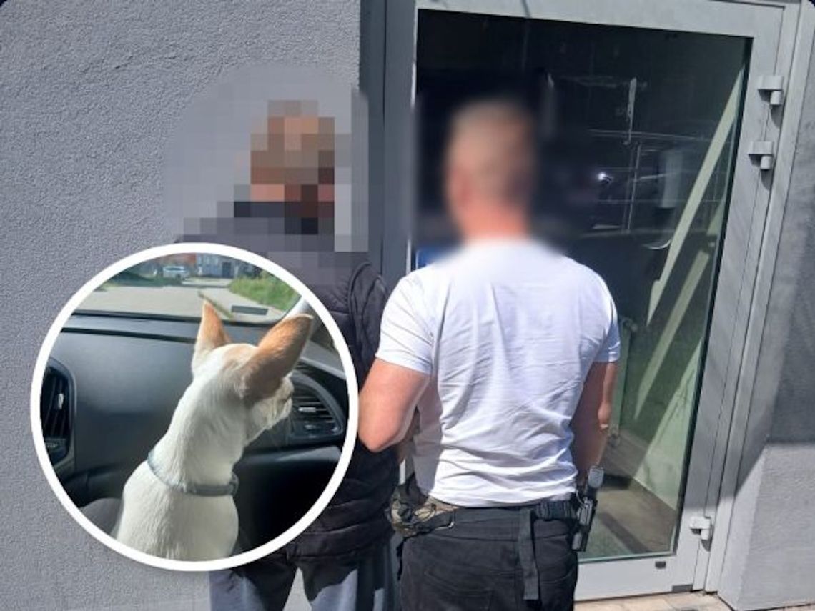 Przyszedł naprawić dach, ukradł psa. Budowlaniec zatrzymany, chihuahua wrócił do właścicielki Przyszedł naprawić dach, ukradł psa. Budowlaniec zatrzymany, chihuahua wrócił do właścicielki