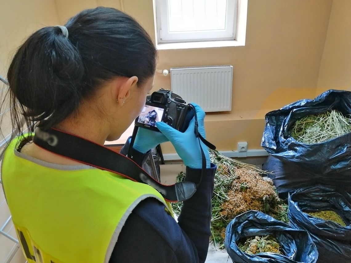 Pseudokibic prowadził plantację konopi. Znaleźli u niego prawie 23 kg marihuany [FOTO]