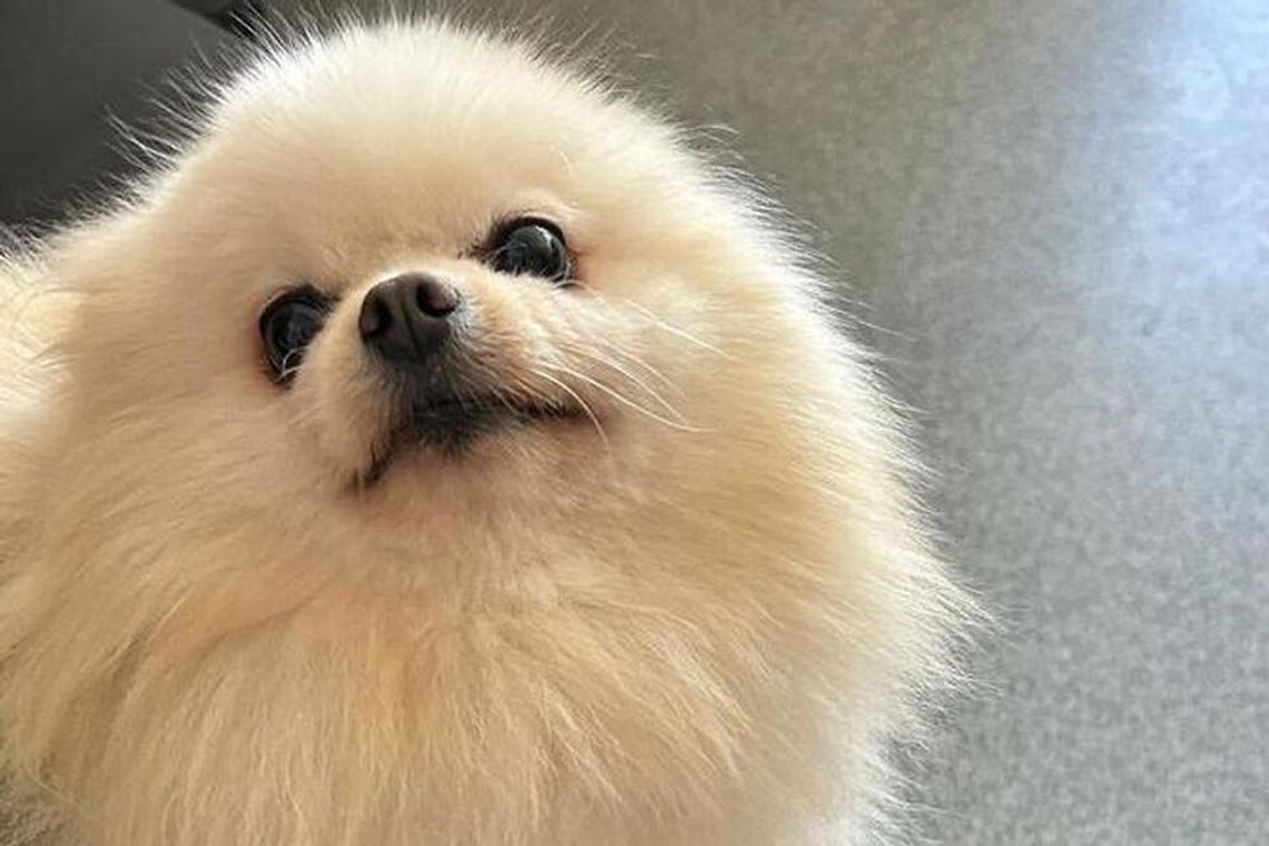 Razem z kolegą ukradł psa wartego kilkadziesiąt tysięcy złotych i chciał go dać w prezencie dziewczynie