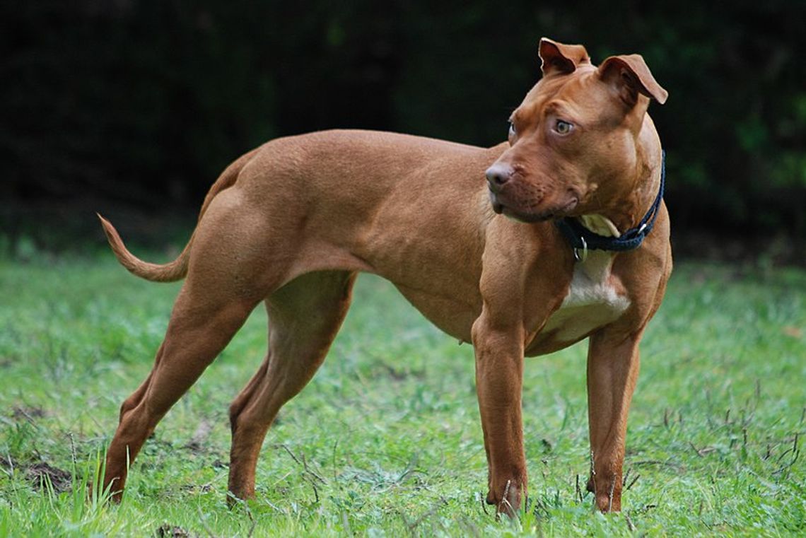 Recydywista spuścił pitbulla na... samochód. Agresywny pies uszkodził pojazd