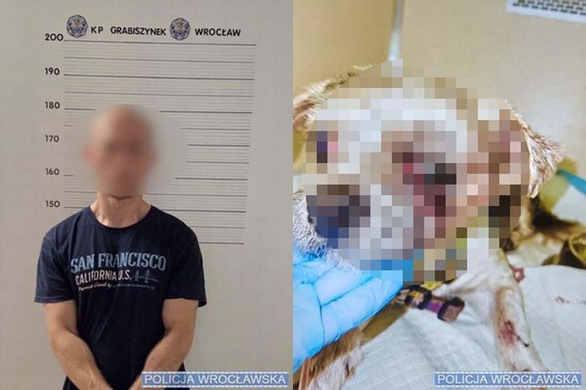 Robił straszne rzeczy psu swojej dziewczyny, a potem się ukrywał. Teraz idzie za to do więzienia