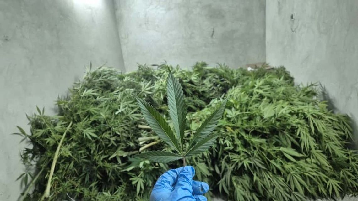 Rolnik kosił kukurydzę, na polu odnalazł plantację konopi. Natychmiast wezwał policjantów Rolnik kosił kukurydzę, na polu odnalazł plantację konopi. Natychmiast wezwał policjantów