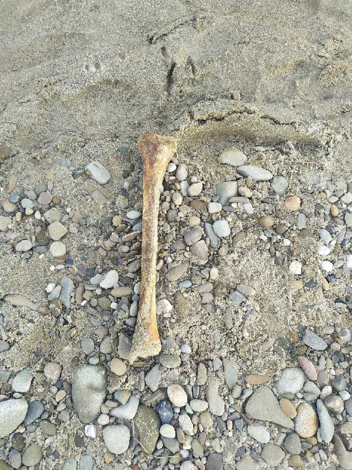 Rzeka wyrzuciła na brzeg ludzkie kości. Policja będzie ustalać DNA