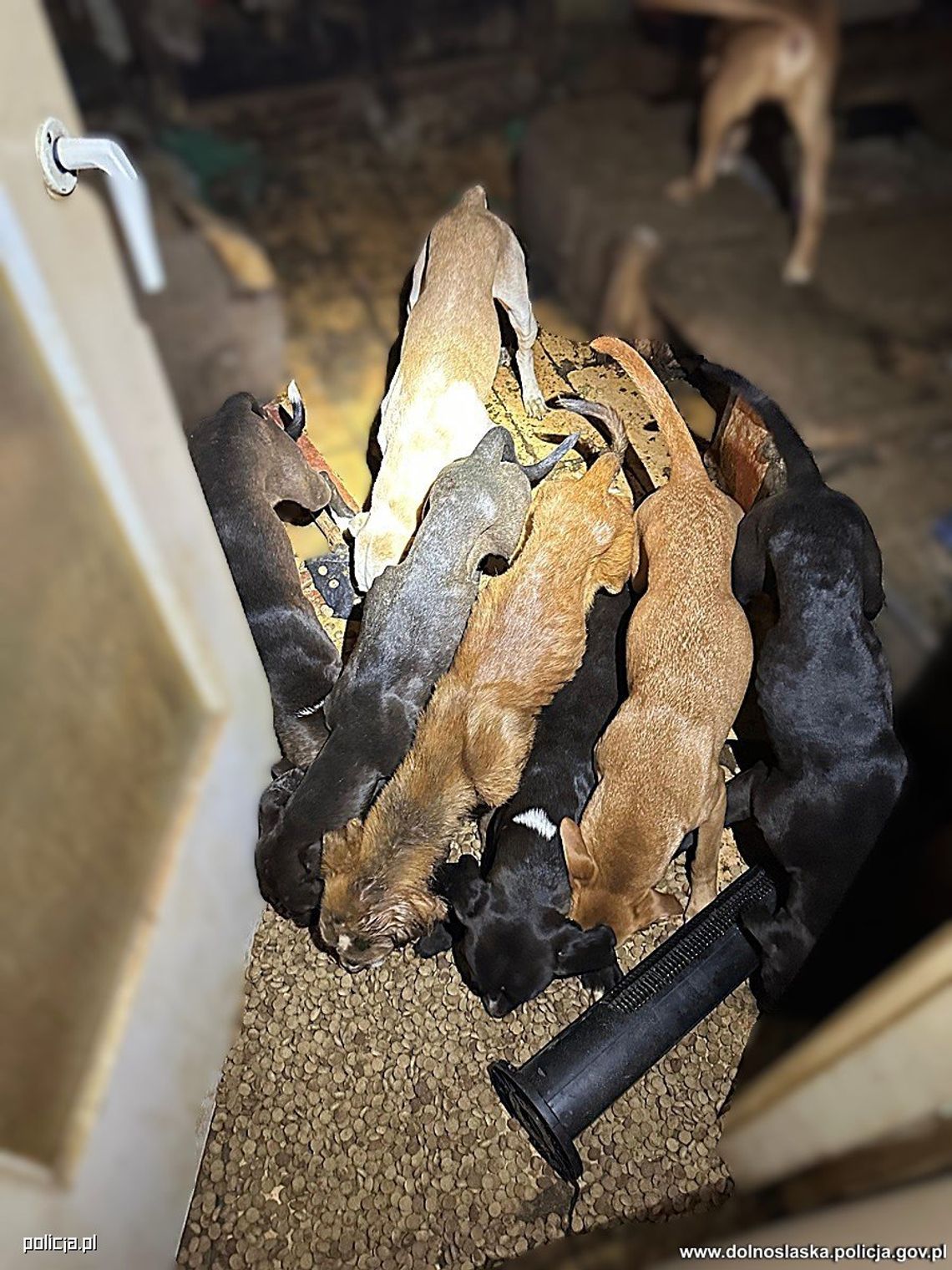 Sąsiedzi skarżyli się na szczekanie i smród dochodzący z mieszkania. W środku było dziewięć wygłodzonych psów