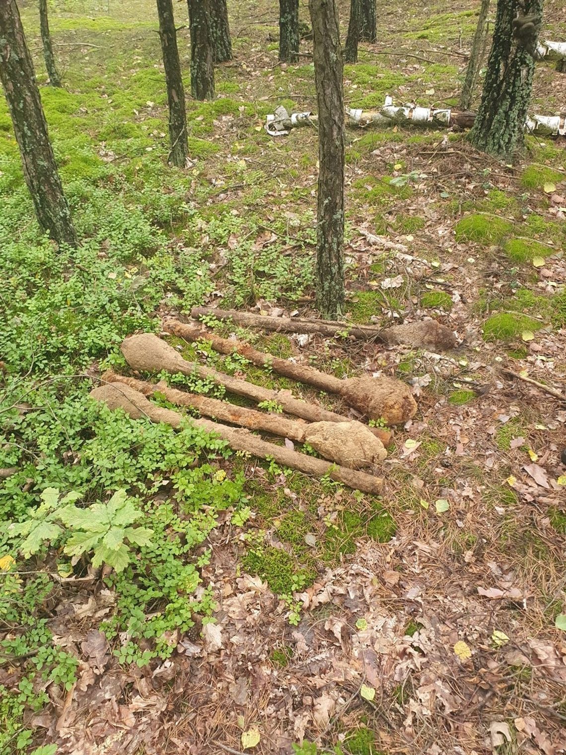 Spacerowicze znaleźli w lesie sześć panzerfaustów. Konieczne było wezwanie saperów
