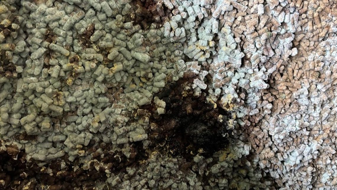 Spleśniała śruta słonecznikowa zatrzymana na granicy z Ukrainą. 280 ton paszy nie wjechało do Polski